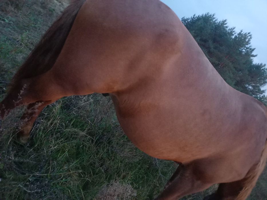 Продам коня  не із малих коней виский