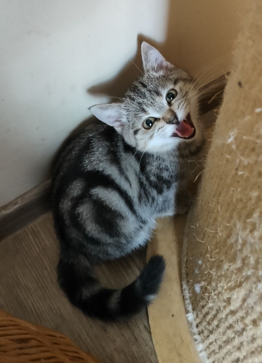 Kocurek brytyjski pręgowany Whiskas kocięta kotek