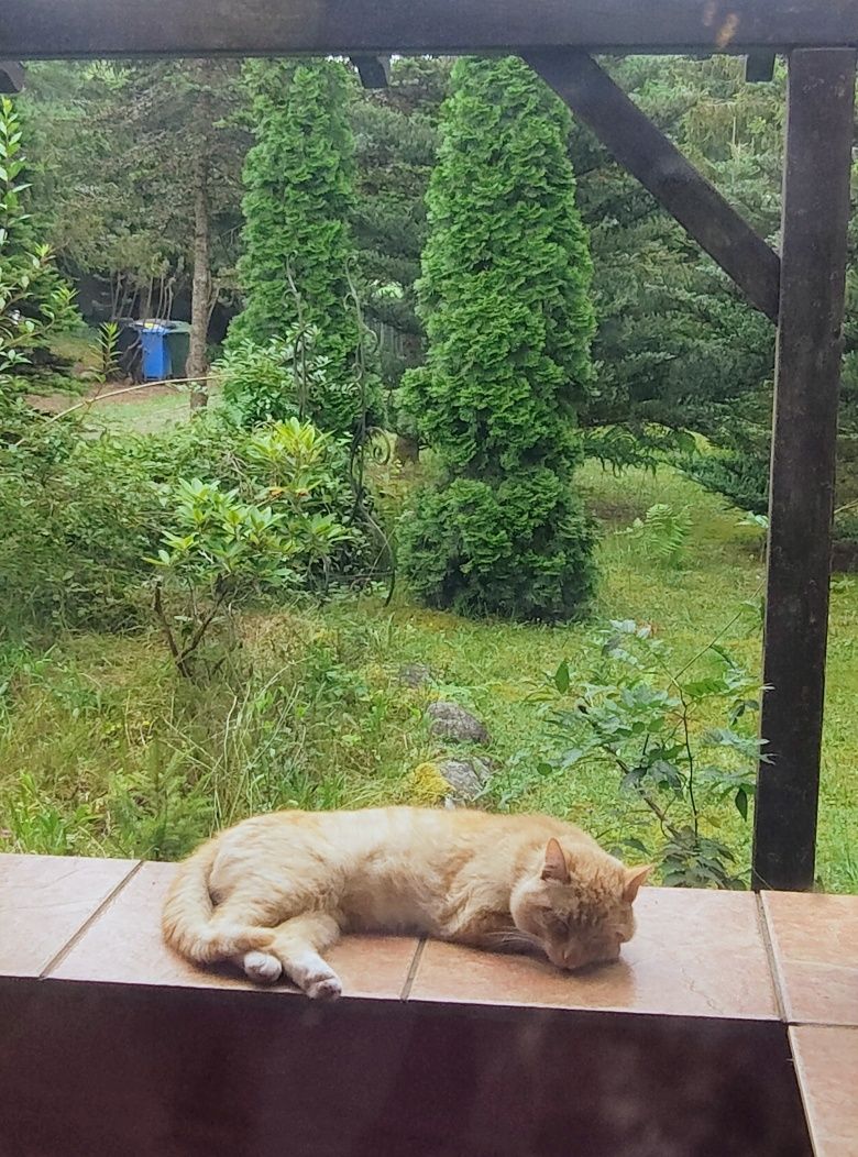 Przygarnij rudego kocurka