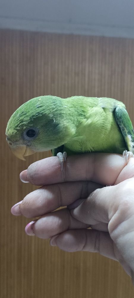 Кольчатый попугай