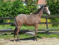 Excelente poldro KWPN de pelagem appaloosa e linha 5* de saltos