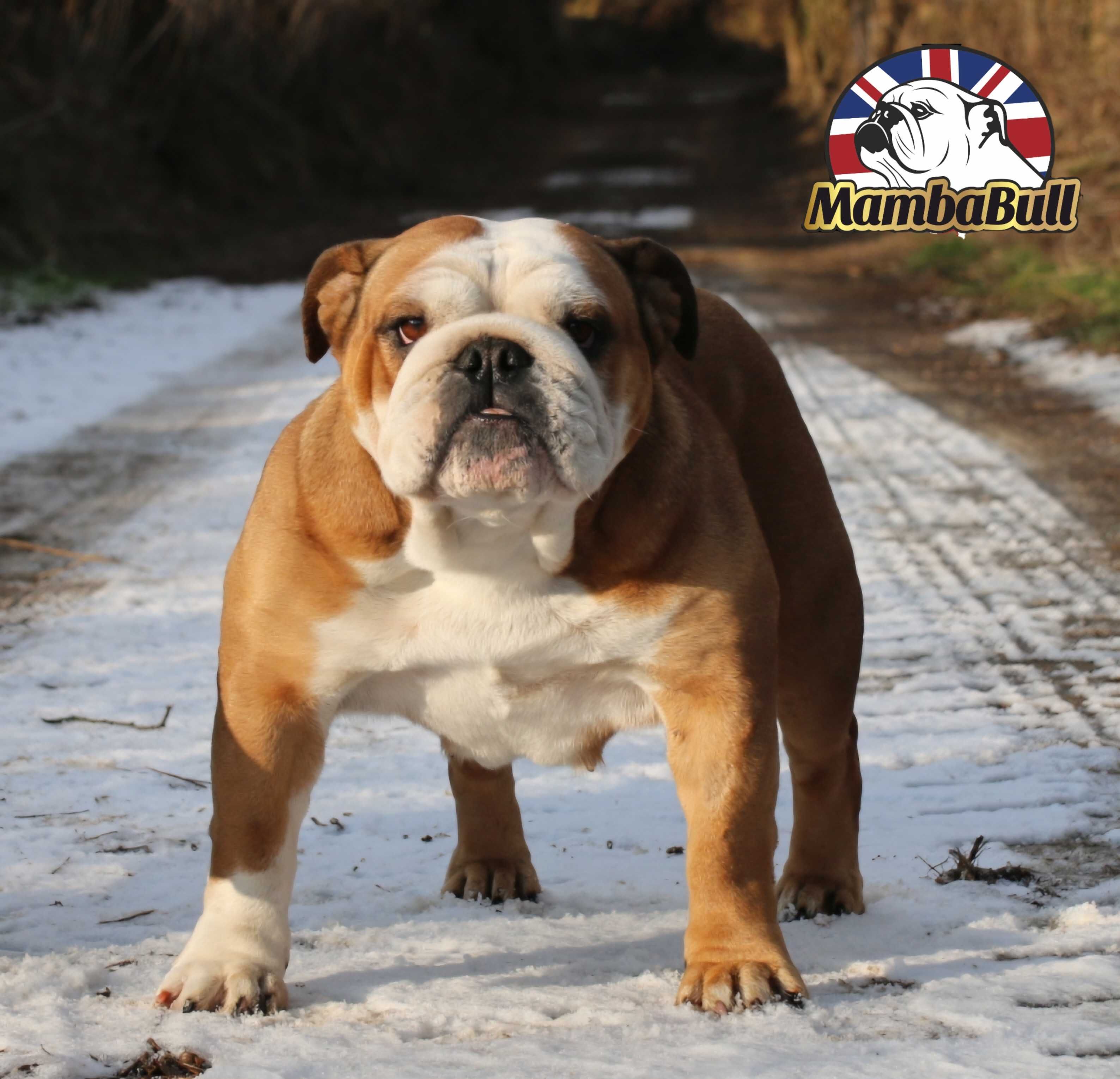 Buldog angielski Zkwp FCI bulldog buldozek