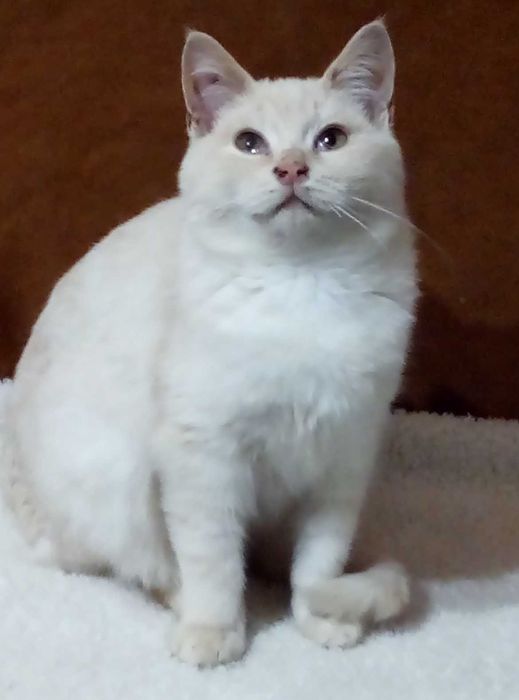 Шотландский Мутоновый котик,Золотой шиншилла