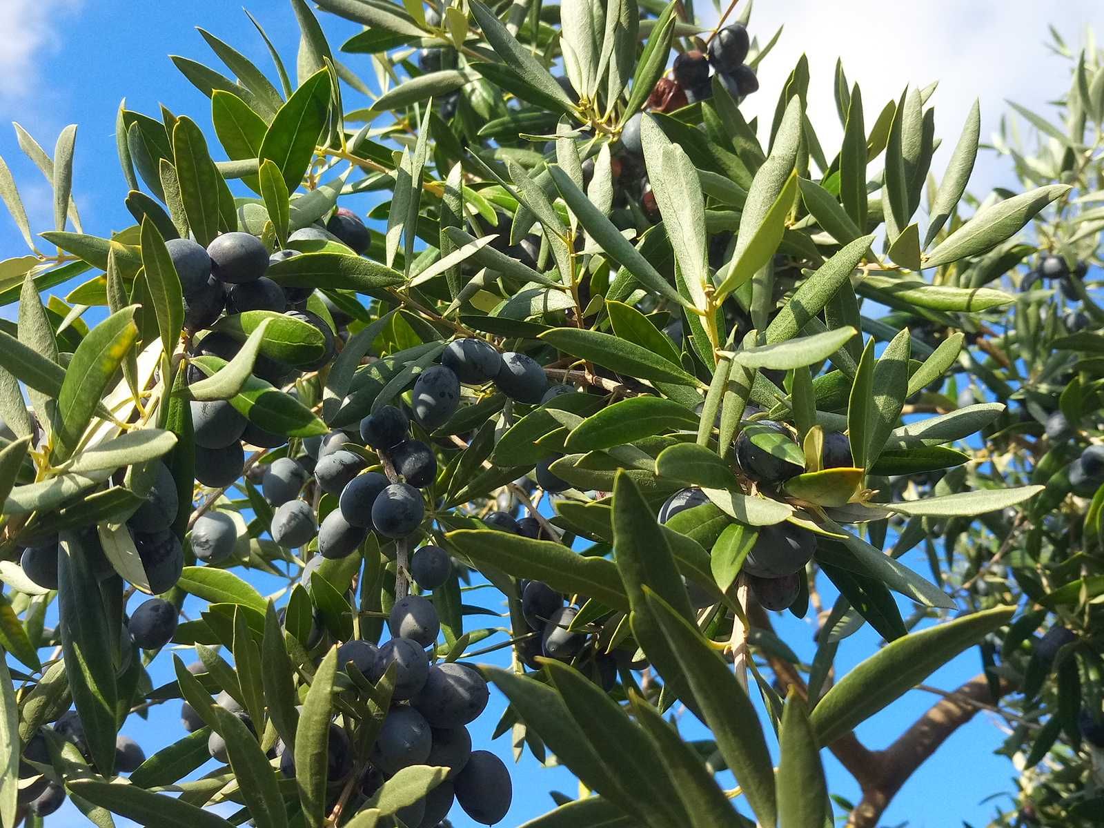 Quinta Produtiva – Pomar Frutas Gourmet - Alta Rentabilidade