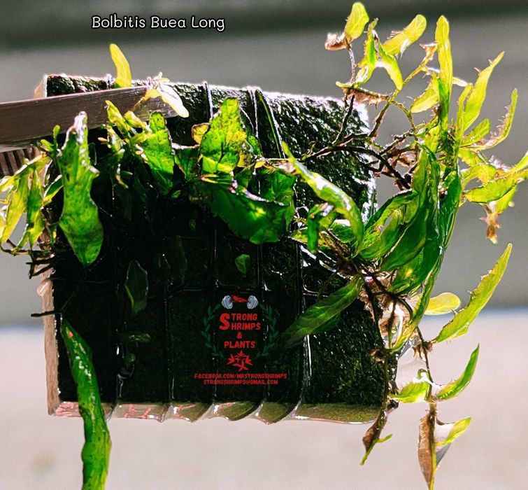 Bolbitis Buea Long Rarytas