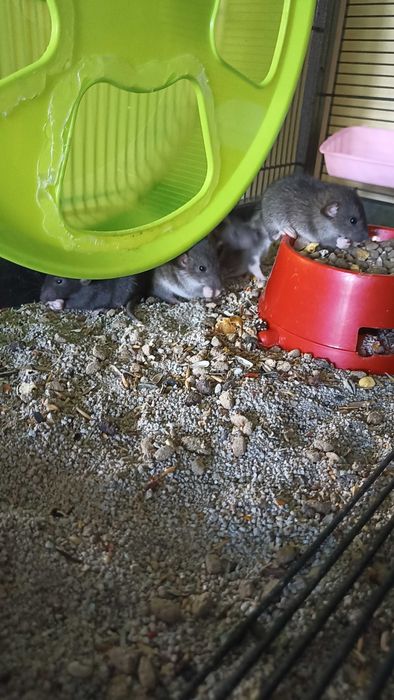 Oddam za free szczurki odmiany mieszanej