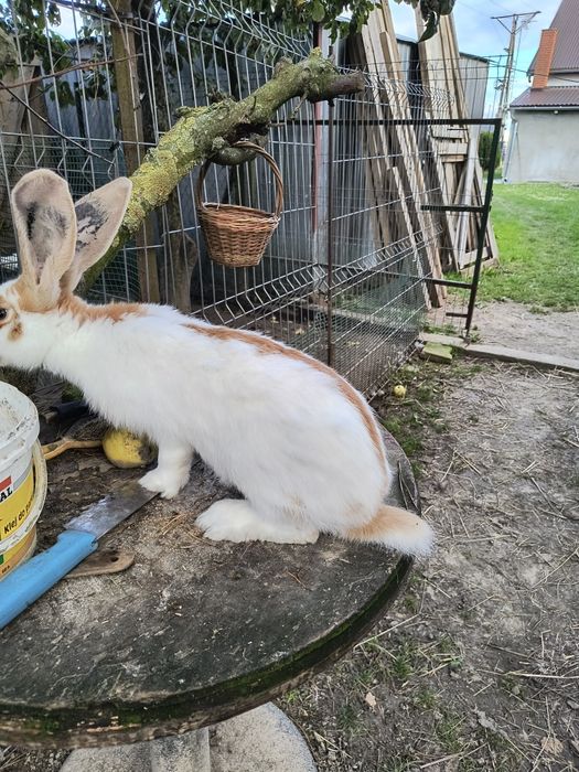 Króliki olbrzym srokacz Żółty