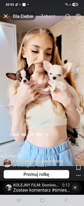 Zapowiedź miotu Chihuahua