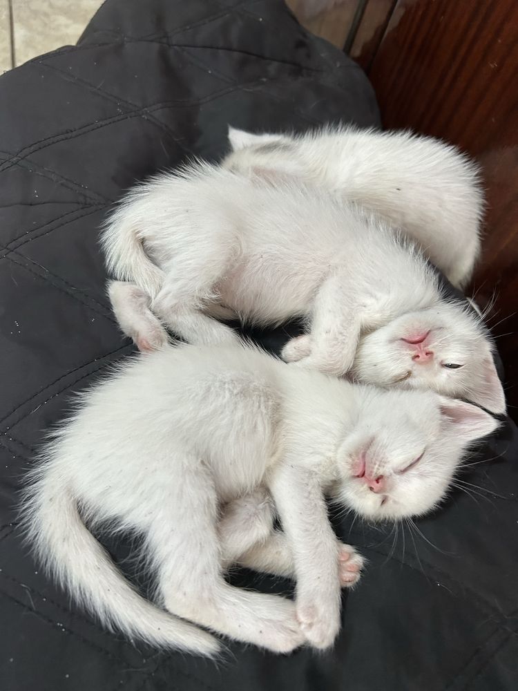 Котики шукають дім