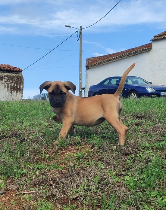 Cane Corso com lop e afixo