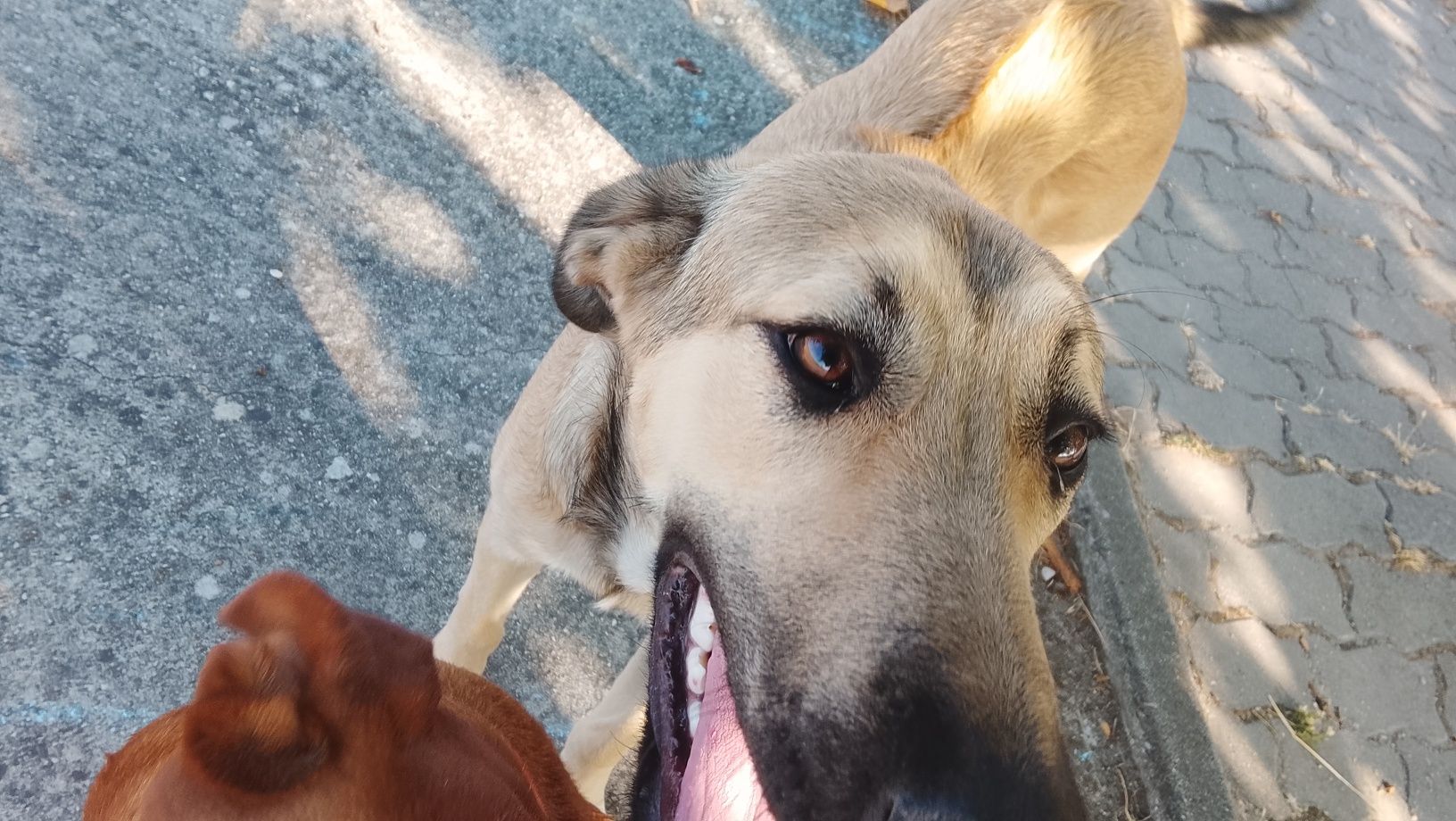 Cão para adopção