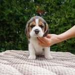 Beagle, FCI,  ZKwP,  szczeniak,  piękny piesek