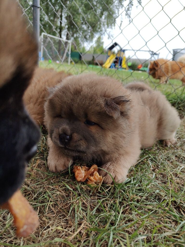 Chow Chow ZKwP FCI
