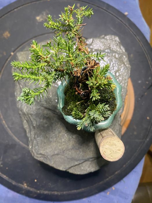 Bonsai juniperus nana