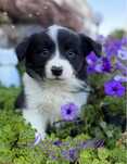 Border Collie suczka gotowa do odbioru