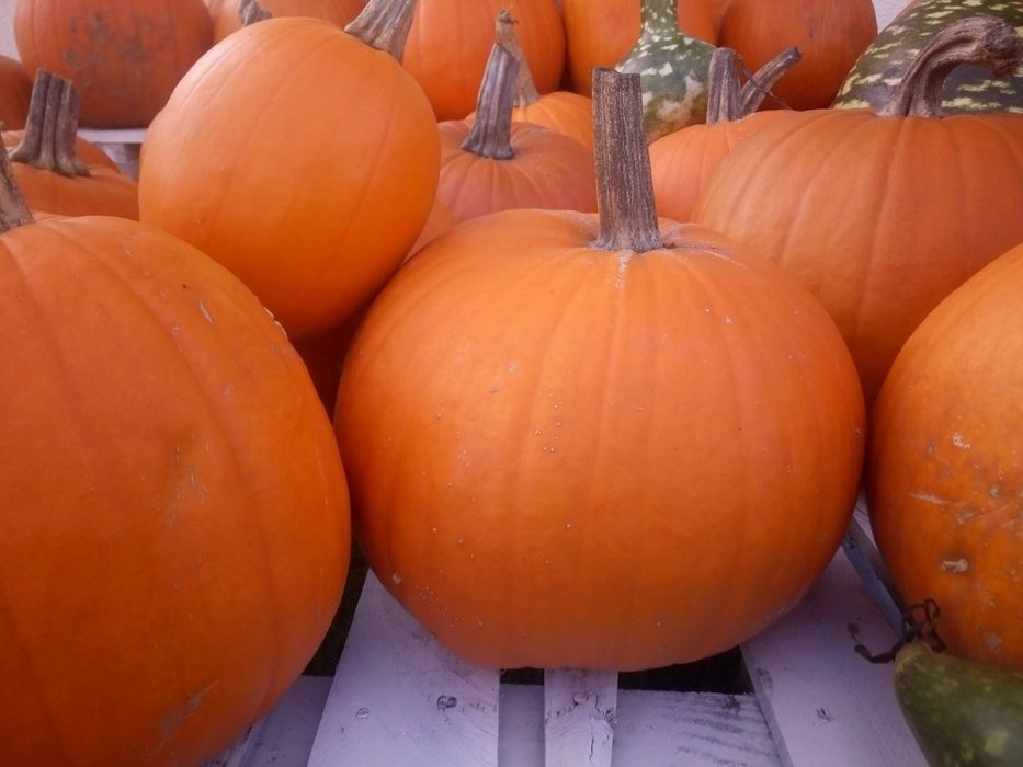 Dynia halloween  waga od 1 kg do 10kg