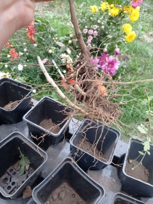 Продам хризантема мультифлора не сформовані кущіки