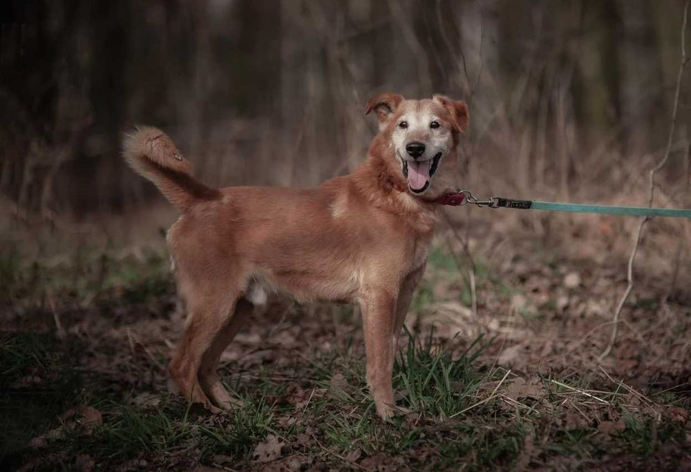 Winnie - zawsze uśmiechnięty cudowny psiak ADOPCJA