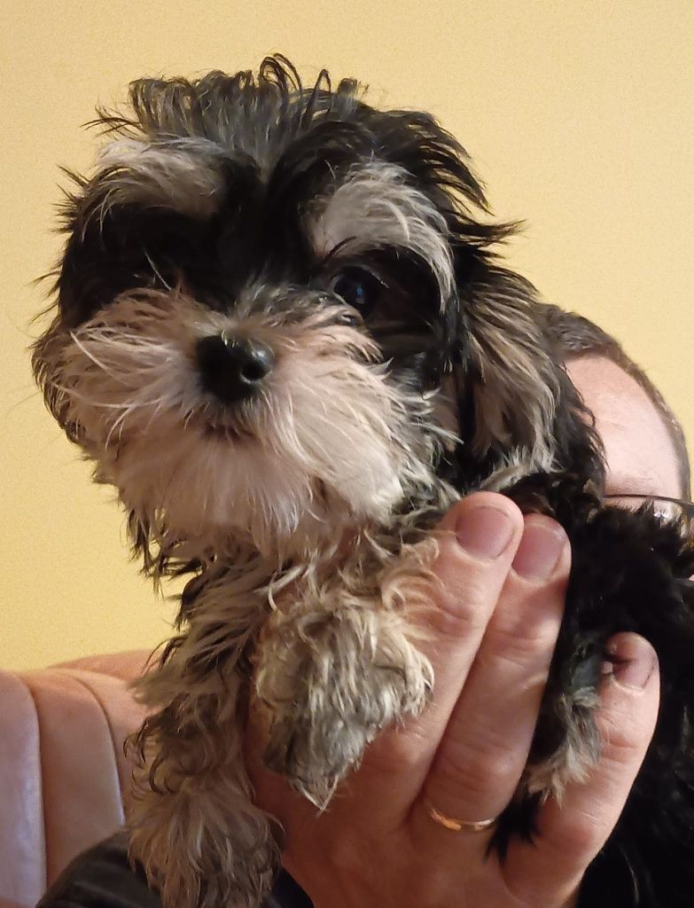 Morkie/Morkshire suczka