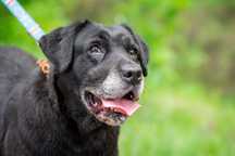 Molly - cudna, ok. 5 letnia suczka w typie labradora