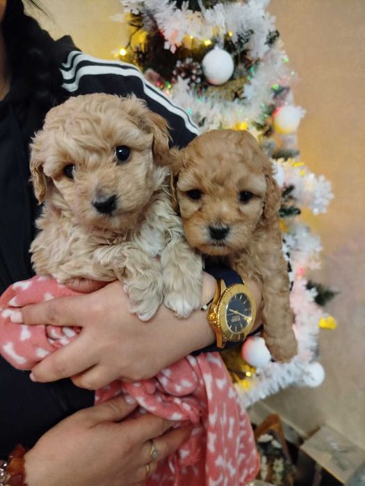 MALTIPOO Piękne Psiaki Hodowla Sisi i Spajki