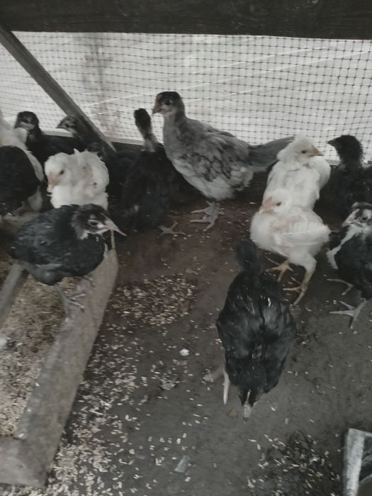 Продам подброшенный ціплята Джерсіский гігант