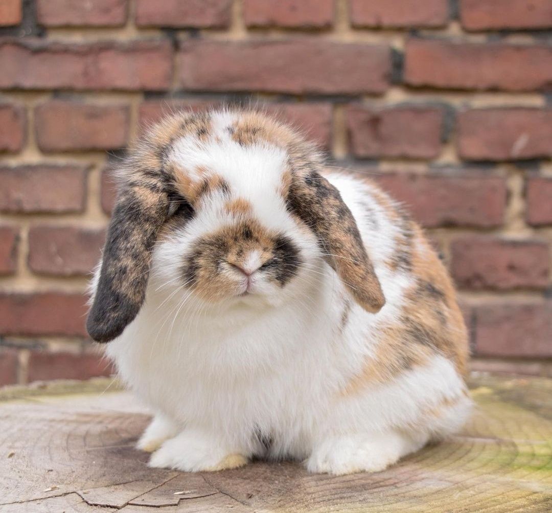 KIT Coelhos anões orelhudos, mini lop adoráveis e super inteligentes