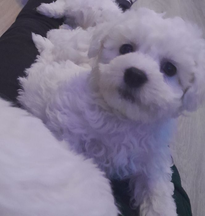 Bichon frise sunia