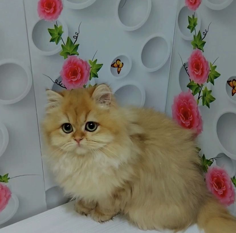 Красавица золотая шиншилла