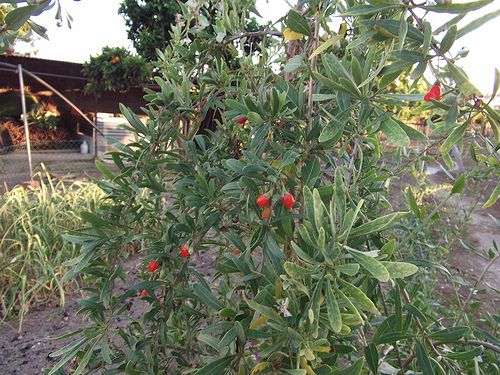 plantas de baga de goji