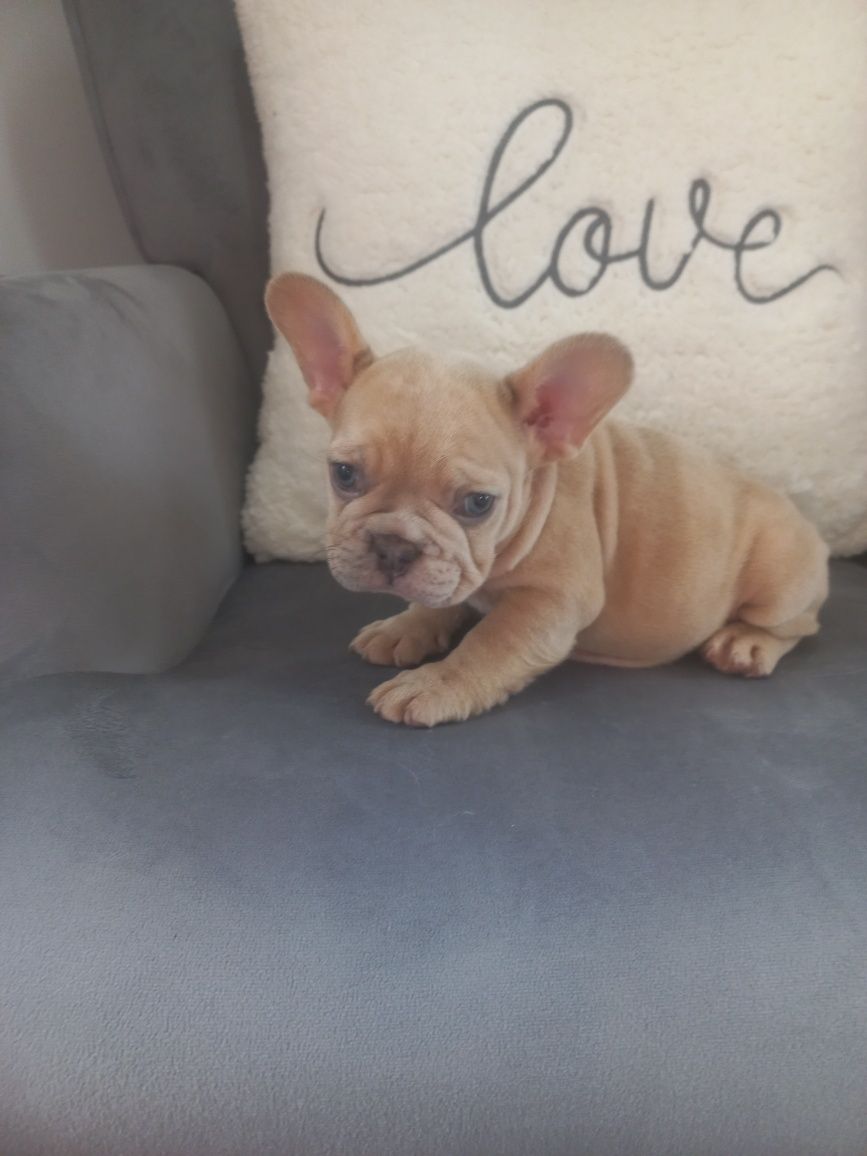 Bulldog francês Exelente exemplar