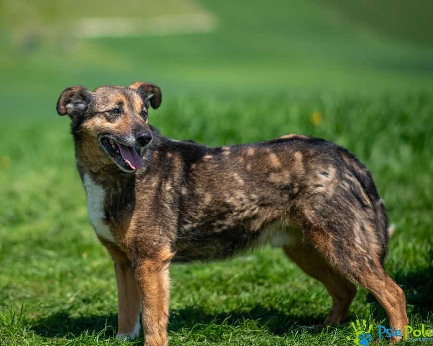 Niewielki, miły psiak HEROS szuka domku!