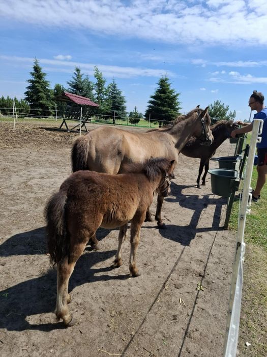 Sprzedam z paszportem Klacz kuc/kucyk