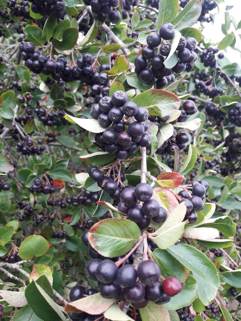 Aronia ekologiczna  z własnego  ogródka