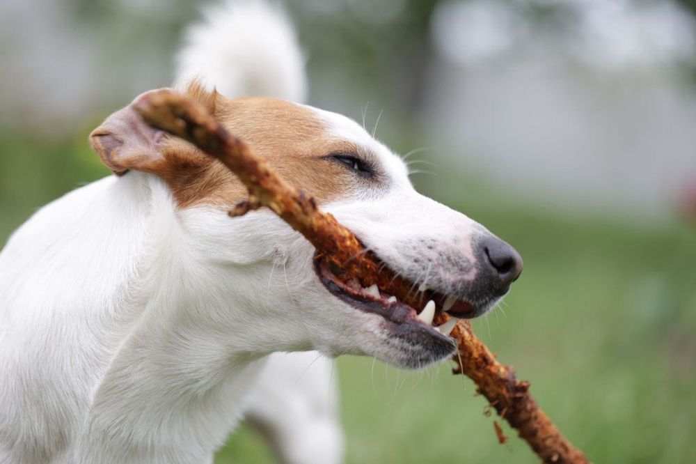 Случка / Вязка Джек Рассел Терьер кобель