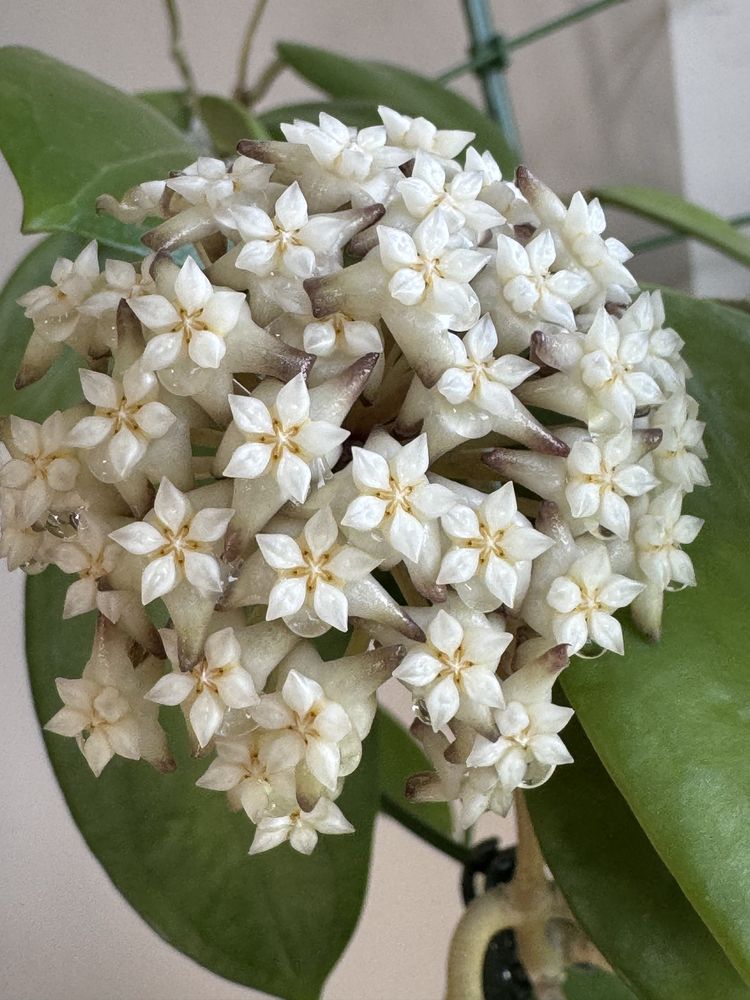 Hoya parasitica 004 rosnąca