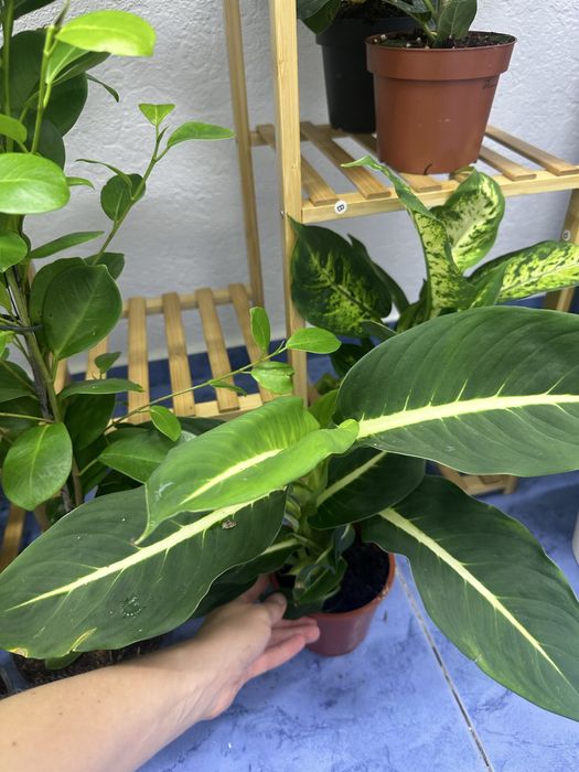 Кімнатні квіти Рослини