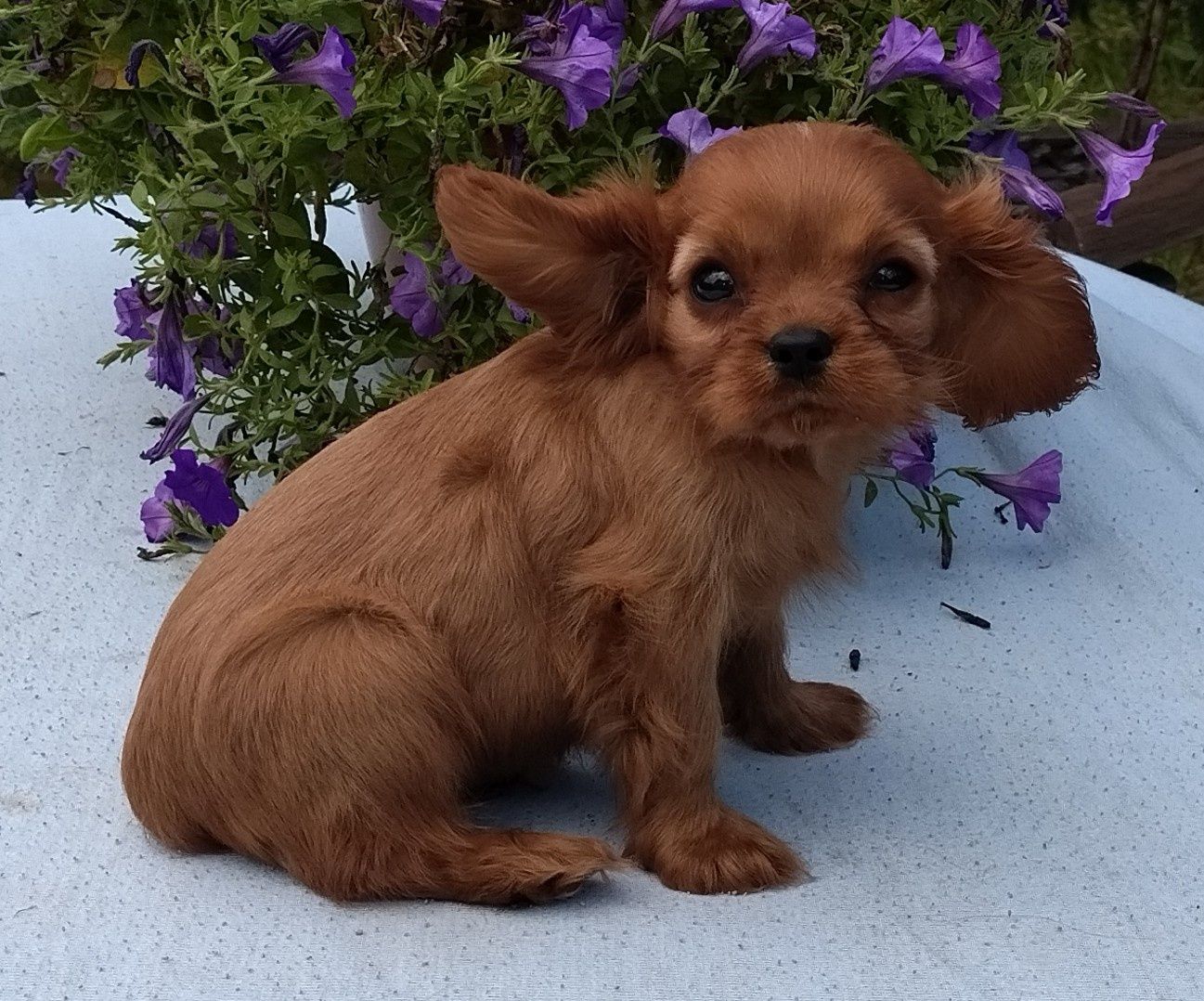 Cavalier King Charles Spaniel suczka ruby