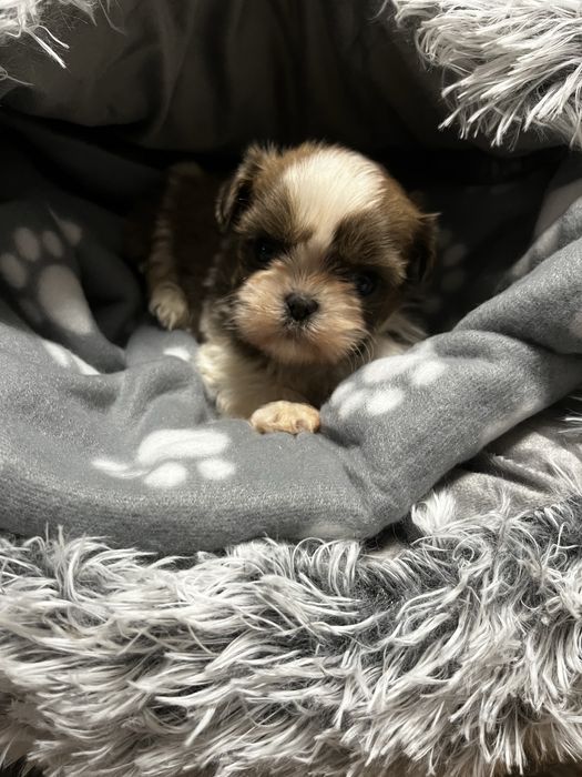 Shihtzu szczeniak shih tzu