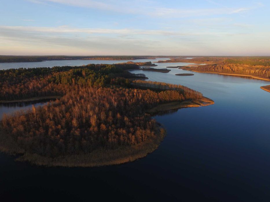 Wierzbówka Kiprzyca (Chamaenerion angustifolium) na wzmocnienie