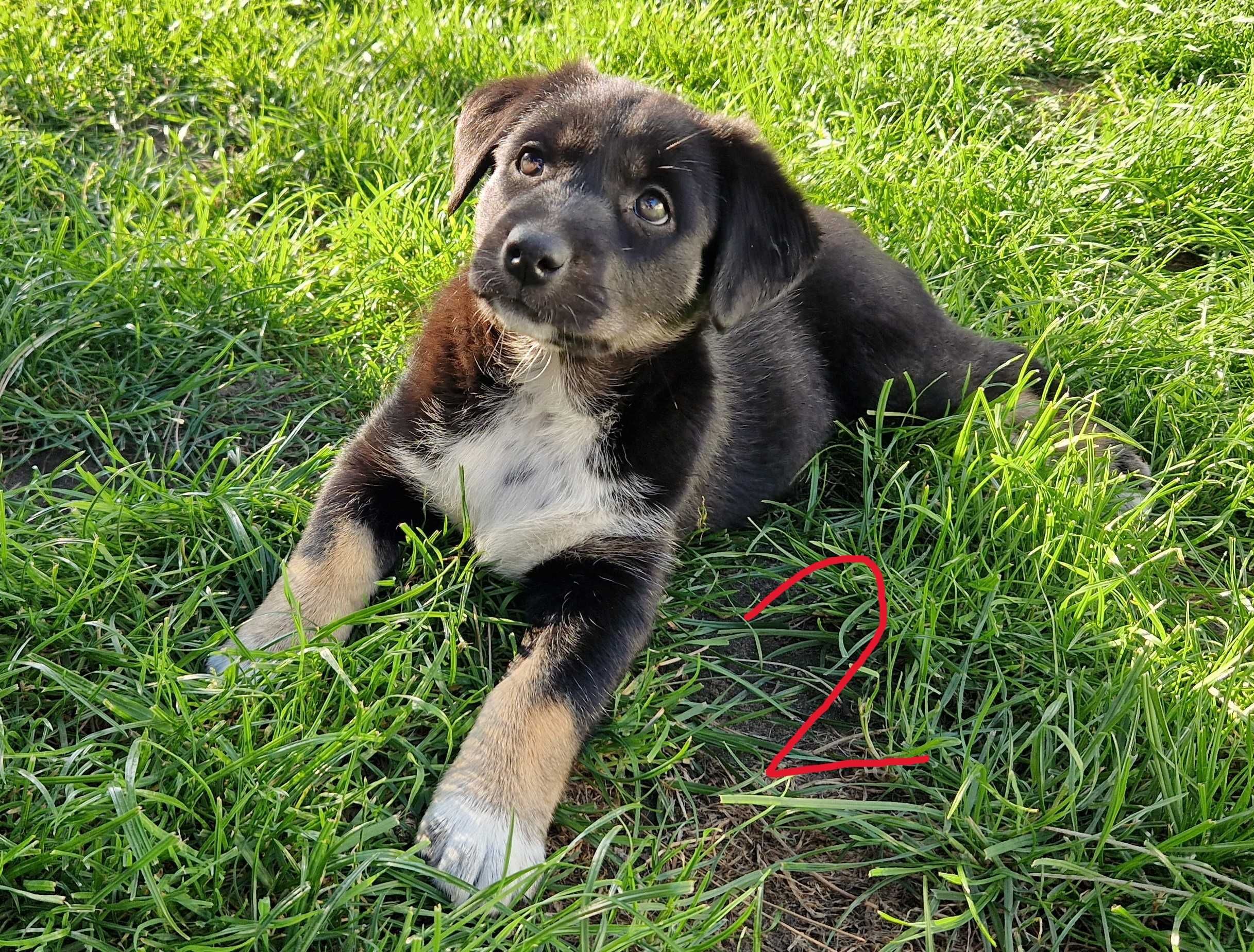 Szczenięta Syberian Husky