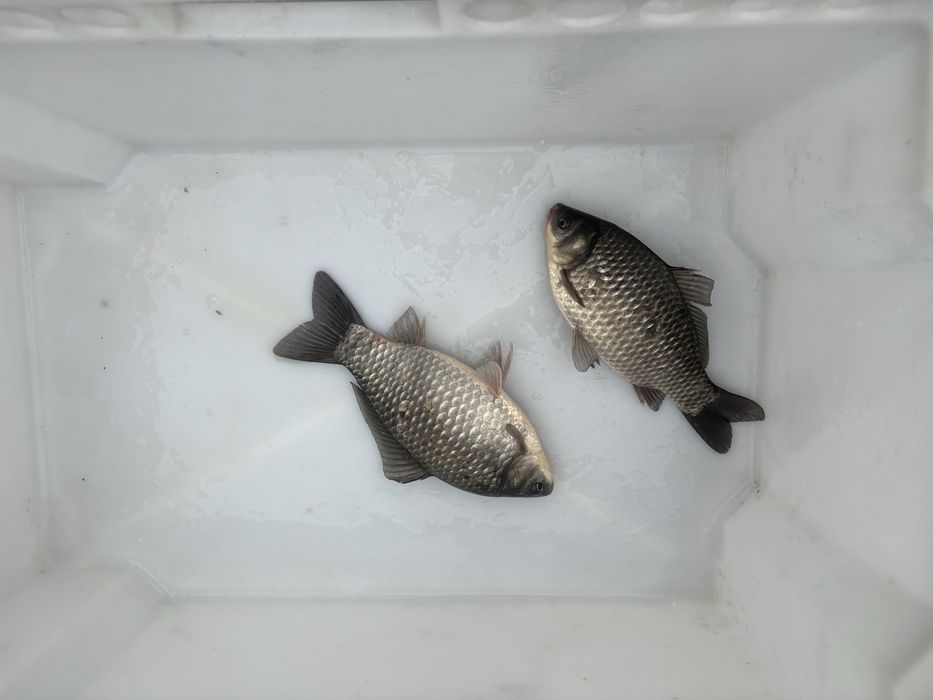 Karp,amur, lin , tołpyga , szczupak, sum , karaś , jesiotr