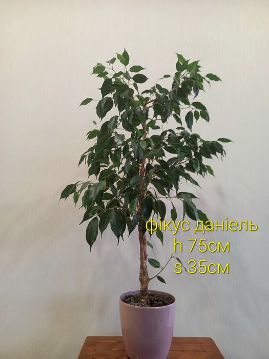 Два фікуси  Кінкі варіегатний і Данієль зел. дорослі,самовивіз Київ