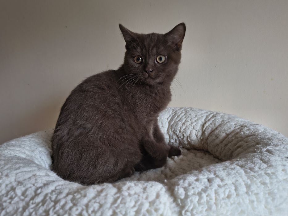 Cudowny kocurek brytyjski czekoladowy - rodowód FPL/FIFE