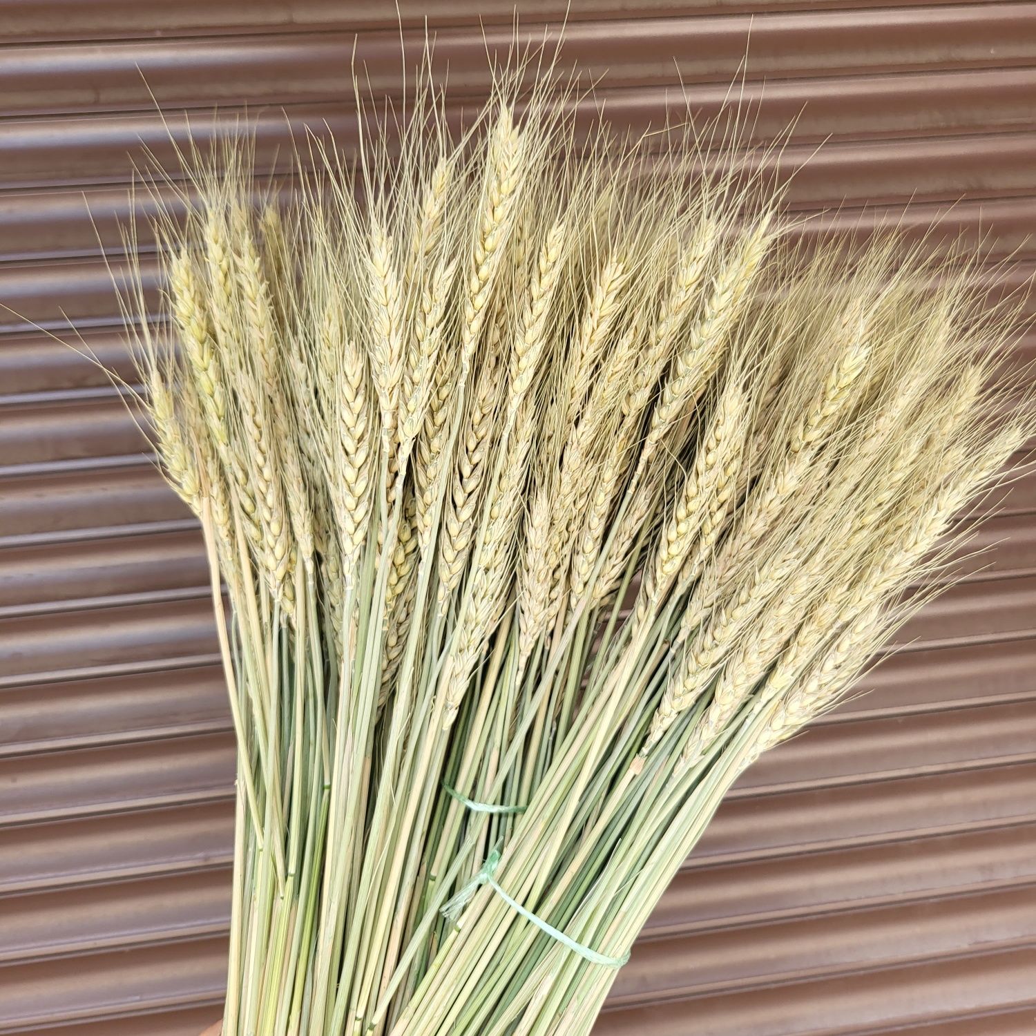 Лагурус пшениця склад квіткова база гурт опт пшеница сухоцвіт колоски