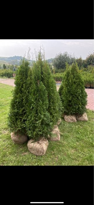 Tuja Szmaragd 150-160cm DOSTAWA*SADZENIE*PRODUCENT (120/130/140)