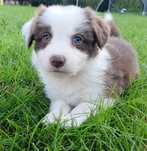 Border Collie piękna dziewczynka Czekoladowo Biała