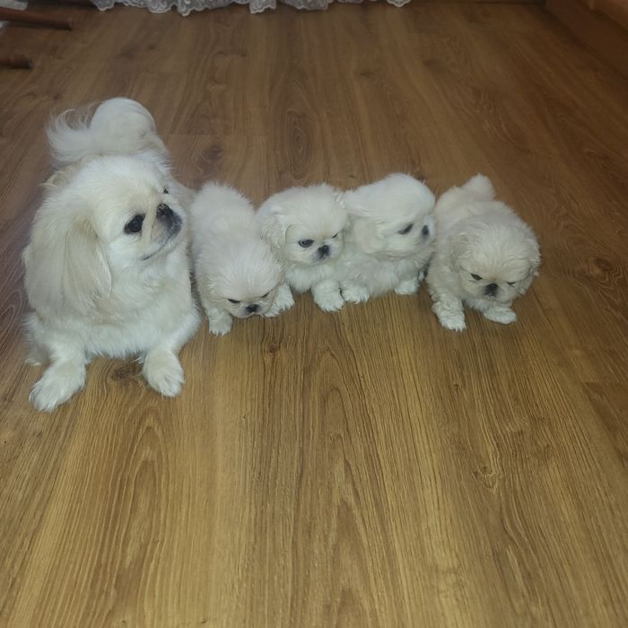 Пекінес цуценята