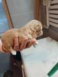 Maltipoo sunia śliczna