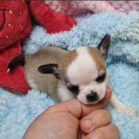Chihuahua z 5cio pokoleniowym rodowodem